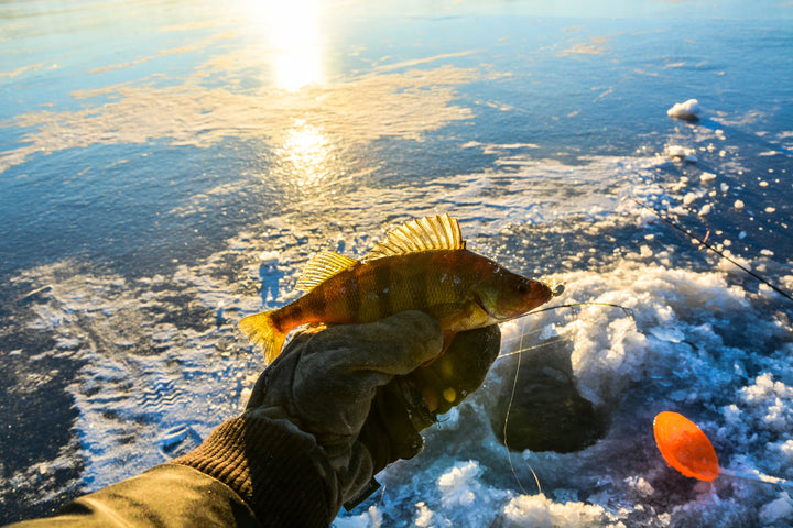 Ice Fishing and catching a perch