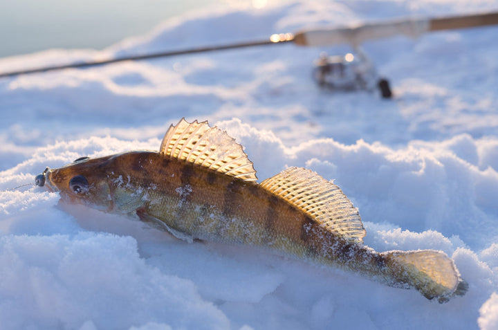 Walleye caught while Ice Fishing 