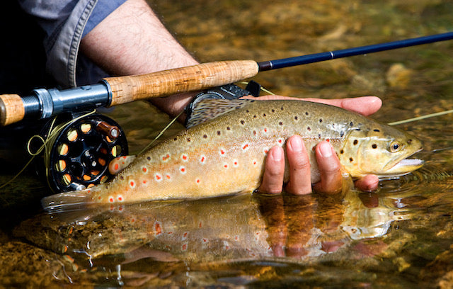 Spring Trout on the Fly Rod