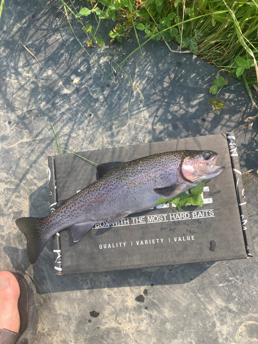 Large rainbow trout